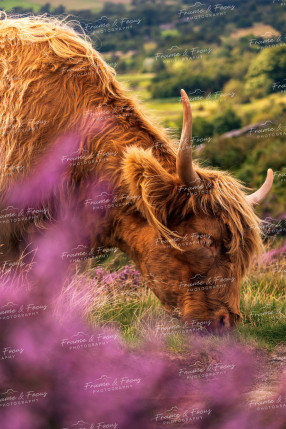 To buy a print or any of the below please click on the images